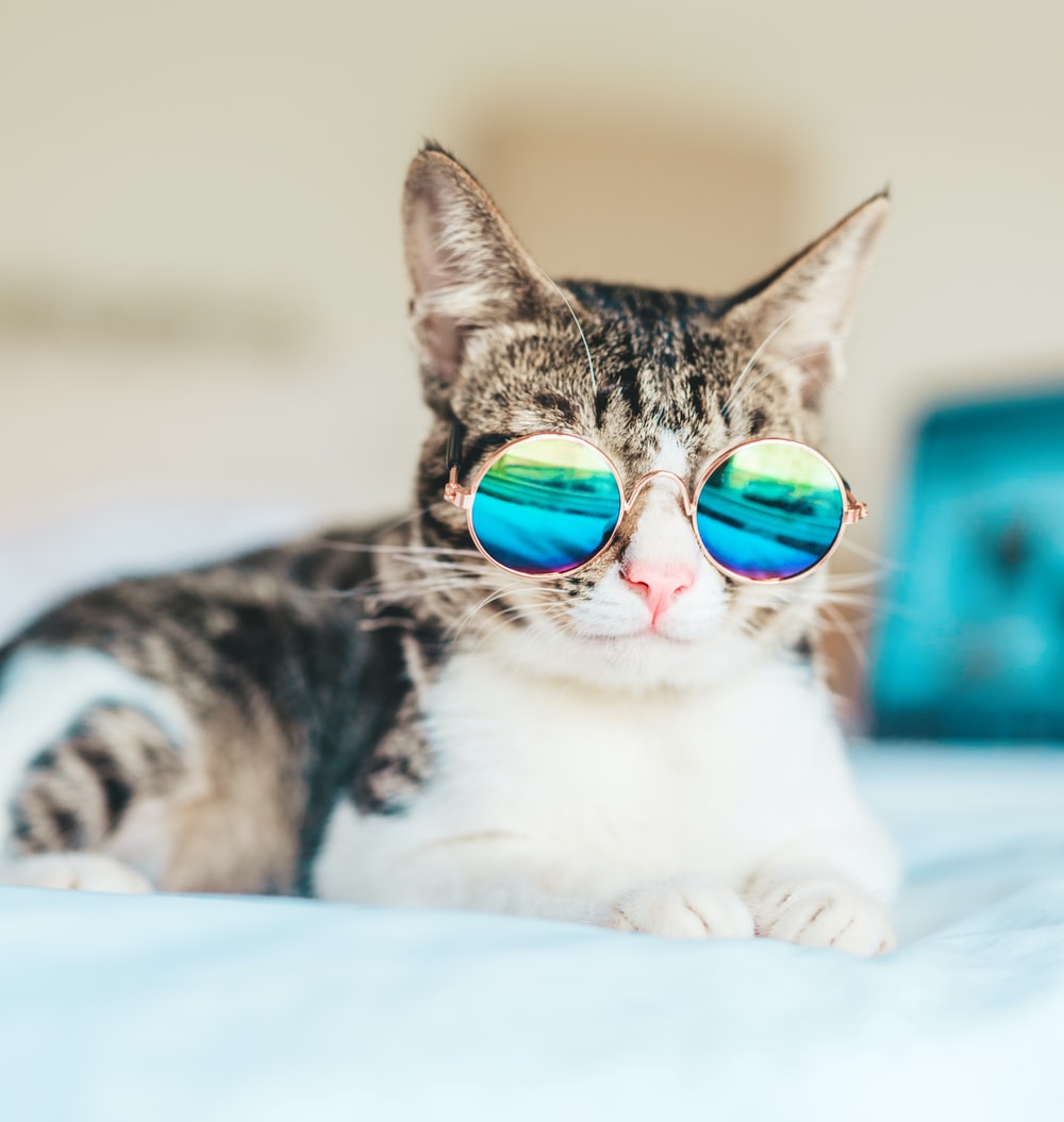 Hình ảnh mèo lông ngắn đeo kính đẹp nhất