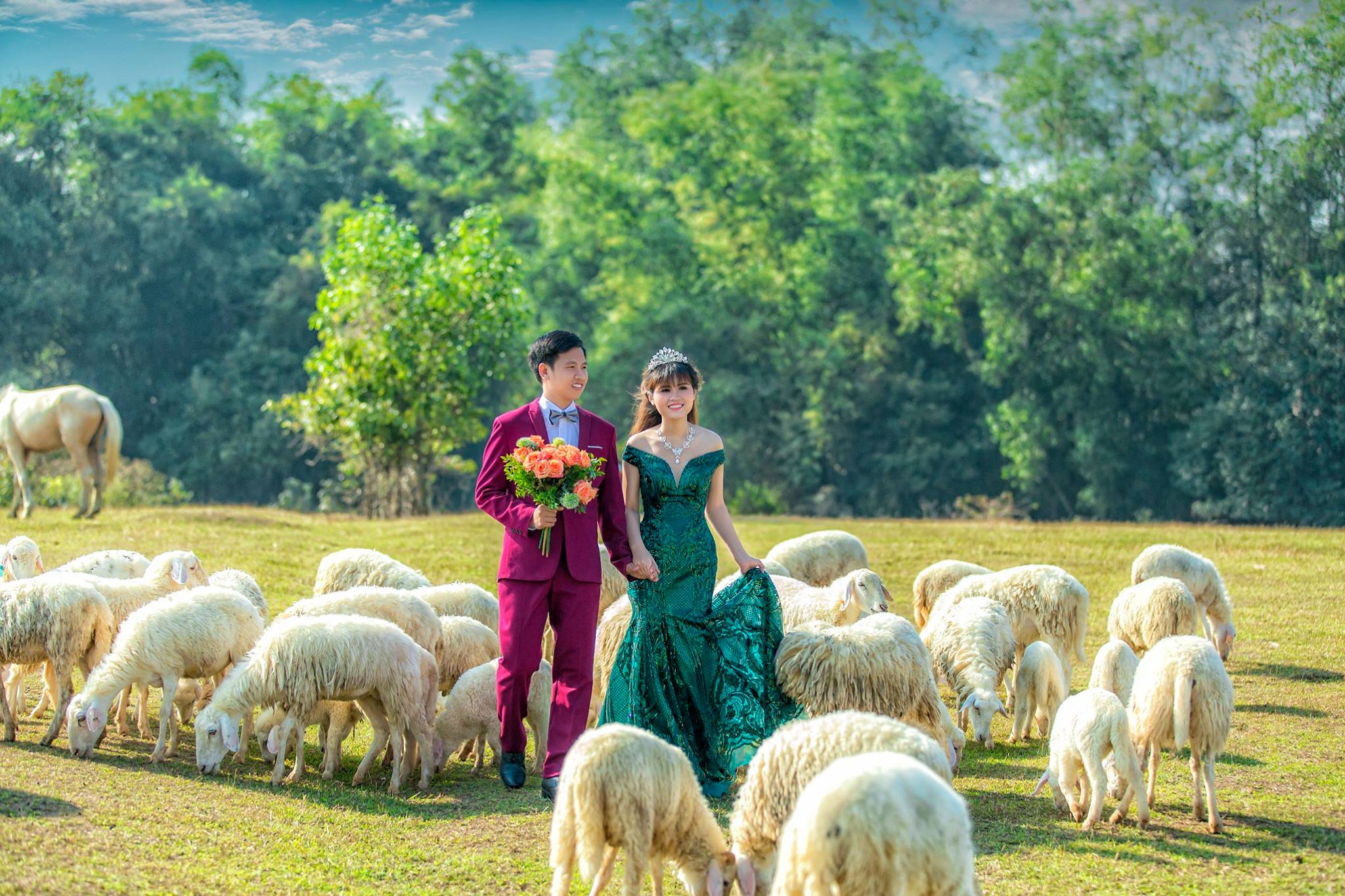 Hình cưới đẹp ở cánh đồng cừu