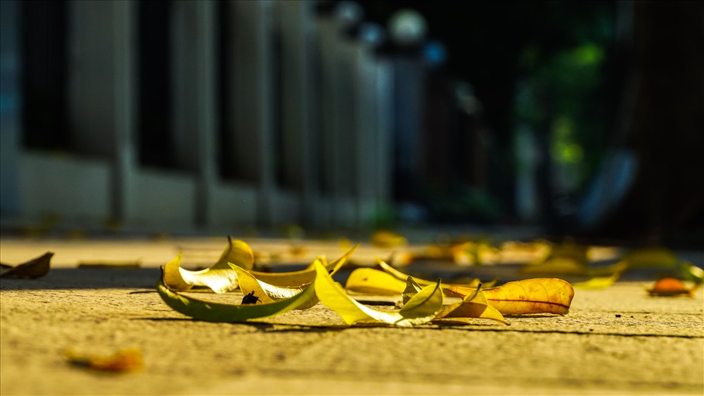 Hình lá vàng rơi buồn vào mùa thu