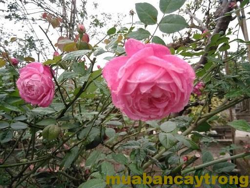Hoa hồng cổ sapa ra hoa nhiều khi chăm sóc tốt hồng cổ sapa có mấy màu