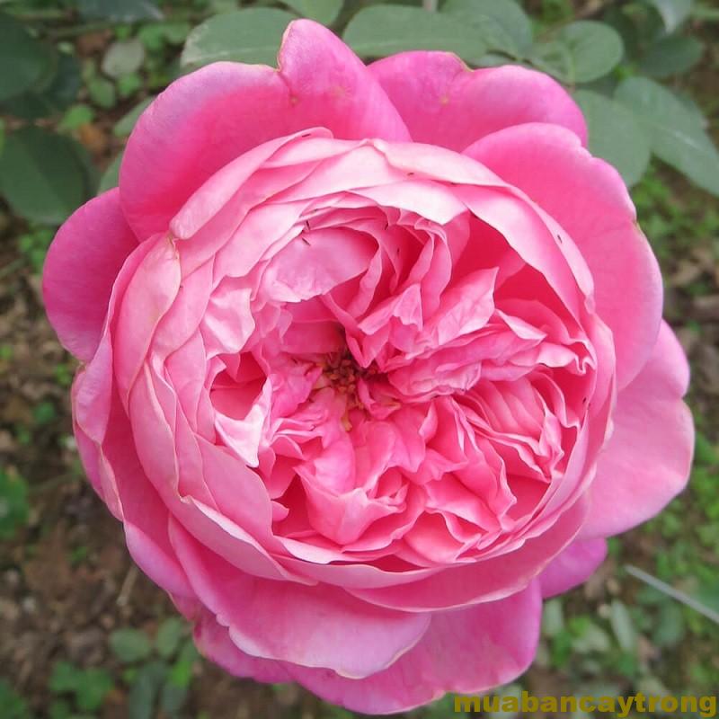 Hoa hồng cổ sapa nhỏ nhưng ra hoa đẹp