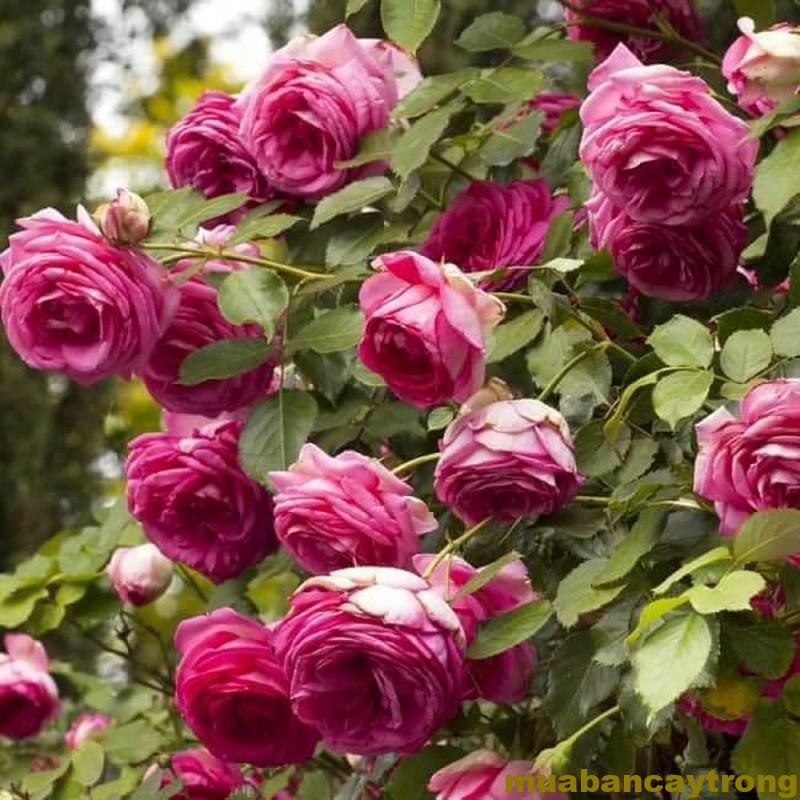 Hoa hồng cổ sapa mang đến điểm nhấn