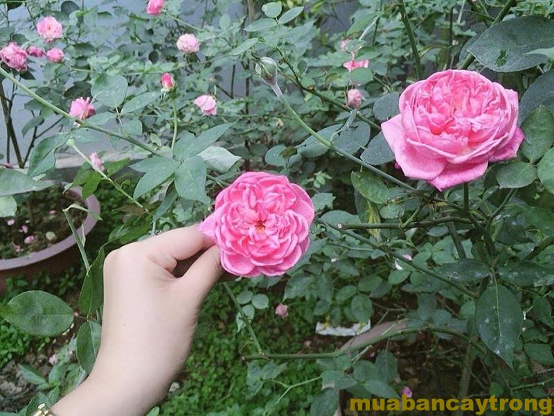 Hoa hồng cổ sapa bông hoa đẹp nhất