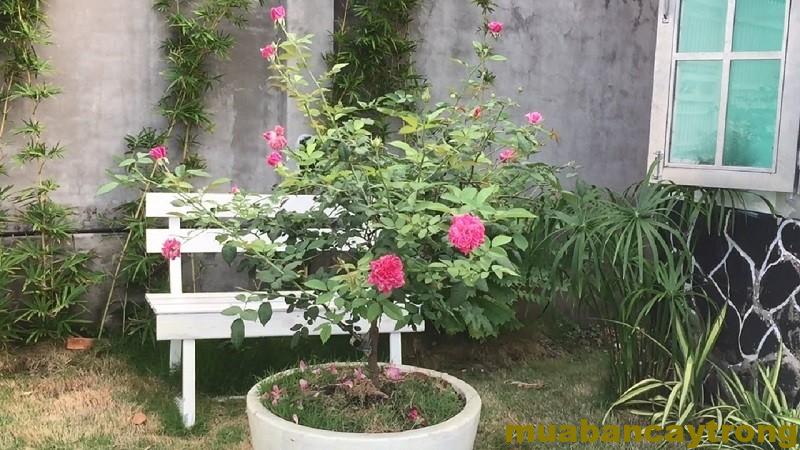 Hoa hồng cổ sapa trong khu vườn