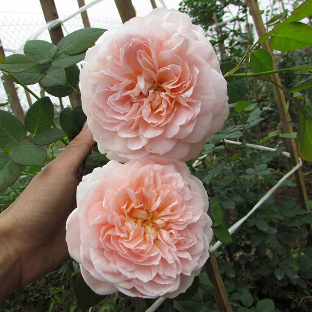 Ambridge Rose màu cam nhẹ nhàng