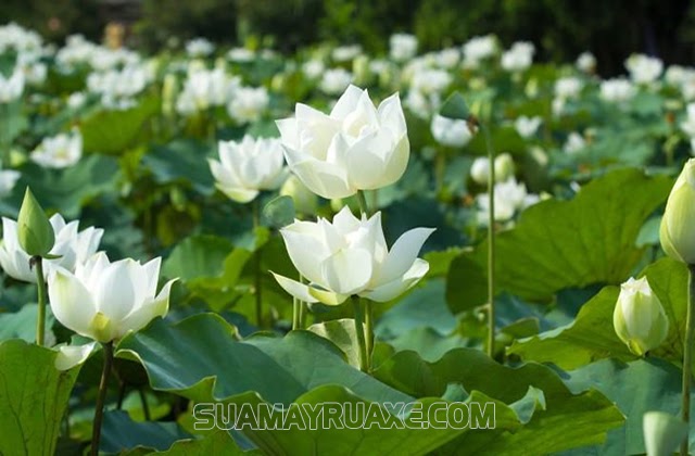 Hoa sen trắng tượng trưng cho sự thanh cao, nhẹ nhàng
