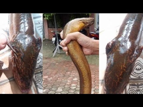 Phát hiện con lươn khủng nghi là con 
