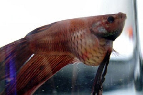 Cá Betta có nguồn gốc từ đâu và cách nuôi, cho ăn để cá Xiêm đẹp - 19