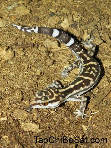 Terrestrial Geckos - TREMPER'S LIZARD RANCH