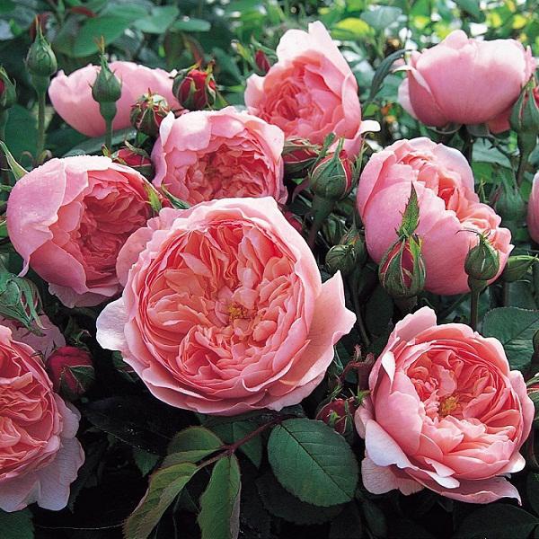Kỹ thuật trồng hoa hồng cho nhiều bông nở rộ, tỏa hương khắp vườn - 1