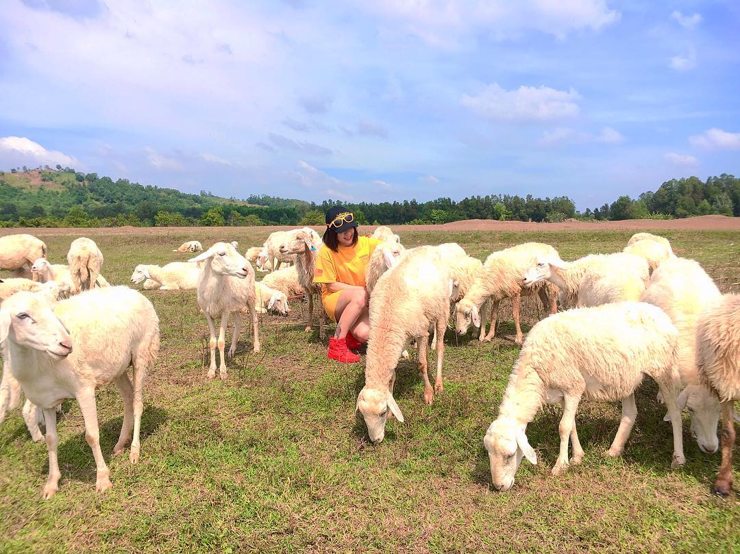 Lưu lại những kinh nghiệm đi đồi cừu để có chuyến đi trọn vẹn