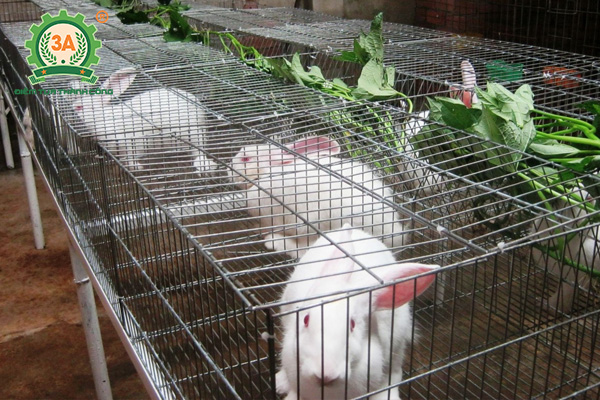 Kỹ thuật làm chuồng nuôi thỏ