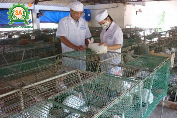 Kỹ thuật làm chuồng nuôi thỏ: Tiêm vacxin cho thỏ