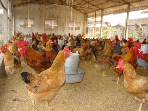 Kỹ thuật chăm sóc chăn và nuôi gà đẻ trứng