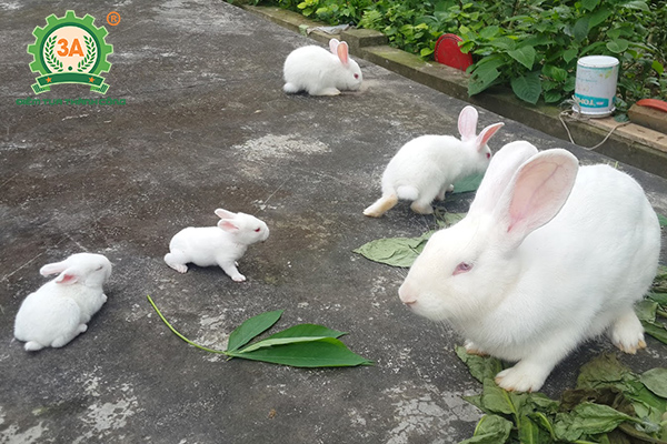 Kỹ thuật nuôi thỏ thả vườn: Thỏ Newzealand trắng