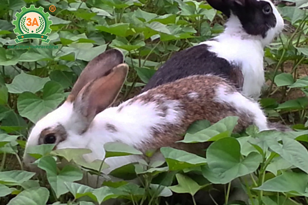 Kỹ thuật nuôi thỏ thả vườn: Vườn nuôi thỏ