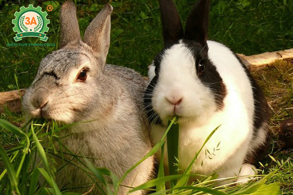 Kỹ thuật nuôi thỏ thả vườn: Cung cấp thức ăn xanh cho thỏ