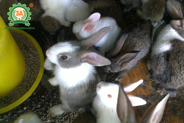 Kỹ thuật nuôi thỏ thả vườn: Thức ăn giàu đạm nên phối với thức ăn tinh