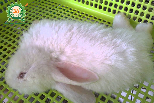 Kỹ thuật nuôi thỏ thả vườn: Thỏ bị bệnh cầu trùng
