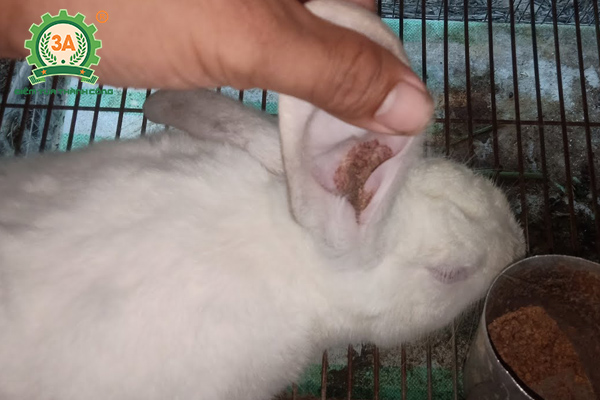 Kỹ thuật nuôi thỏ thả vườn: Thỏ bị ghẻ
