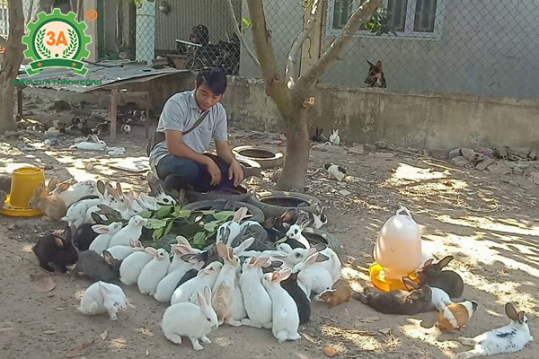 Chăn nuôi thỏ thả vườn