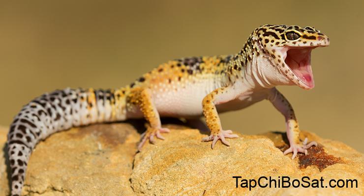 How to Care for a Leopard Gecko | Reptile Centre