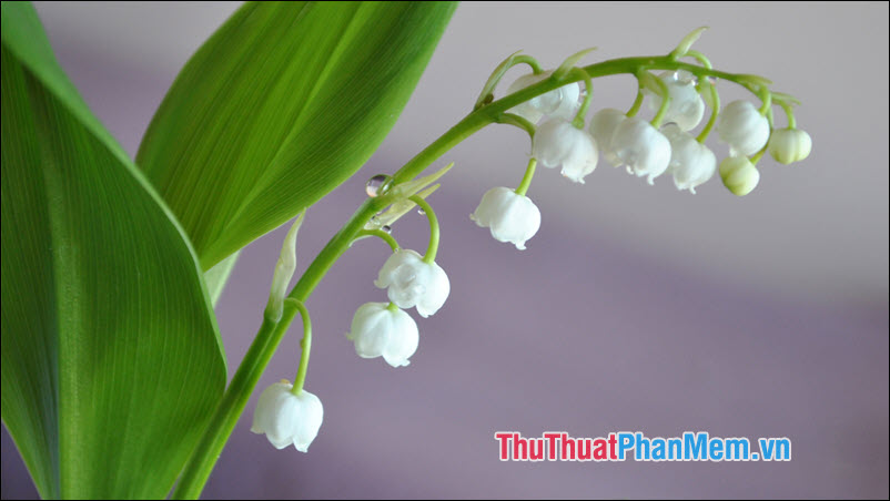 Lily of the Valley (Hoa Linh Lan) - 1