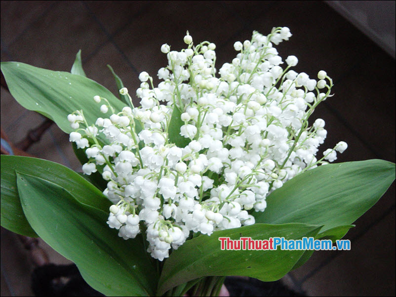 Lily of the Valley (Hoa Linh Lan) - 2