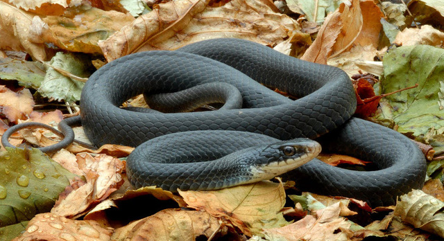 rắn mamba đen châu phi