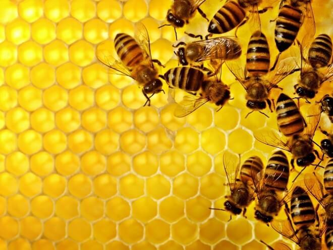 Mật ong nguyên chất có tác dụng gì đối với sức khỏe, chữa bệnh?