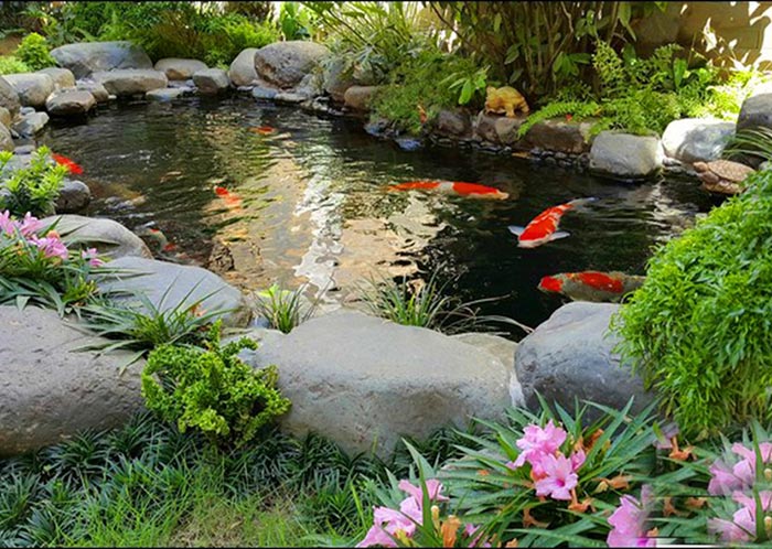 Mẫu hồ cá sân vườn đẹp