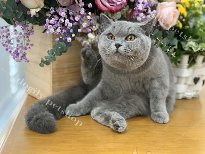 Bé mèo Aln màu xám xanh đực giống nhập khẩu Nga của Trại mèo Dogily Cattey.