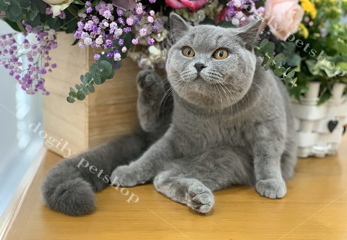 Bé mèo Aln màu xám xanh đực giống nhập khẩu Nga của Trại mèo Dogily Cattey.