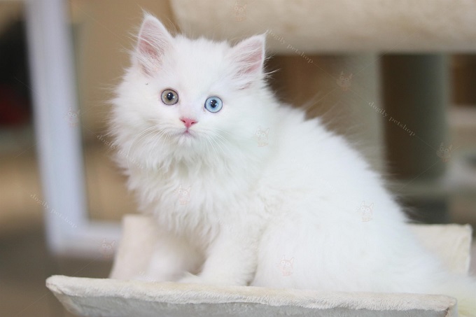 Bé mèo trắng hai màu mắt mũi hồng cực hiếm sinh tại trại mèo Dogily Cattery. Người mua thường phải đặt trước vài tháng mới có thể sở hữu được 1 em như ý.