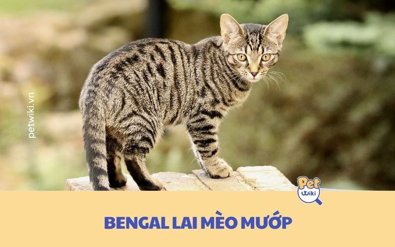 Mèo Bengal lai mèo mướp