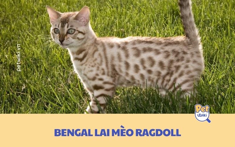 Mèo Bengal lai mèo Ragdoll