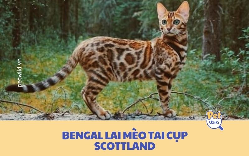 Mèo Bengal lai mèo tai cụp