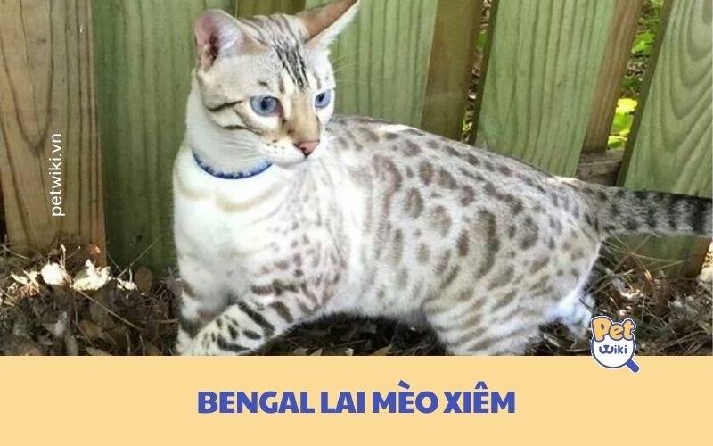 Mèo Bengal lai mèo Xiêm