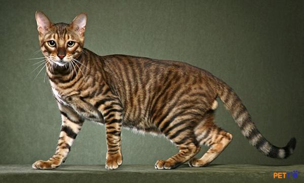 Mèo Toyger được tạo ra bằng cách lai tạo giữa mèo mướp và mèo Bengal