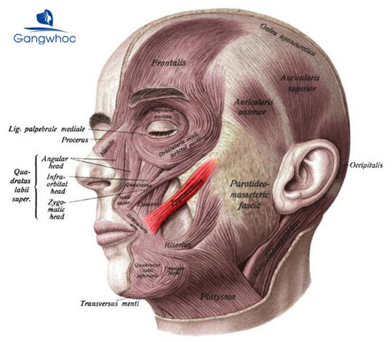 cơ zygomaticus major là nguyên nhân tạo má lúm đồng tiền trên mặt