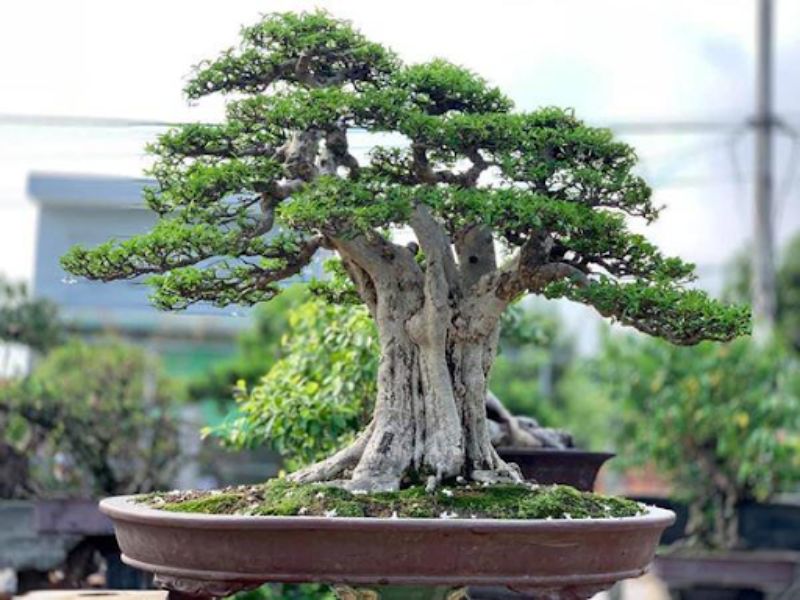 Thế trượng phu bonsai cảnh