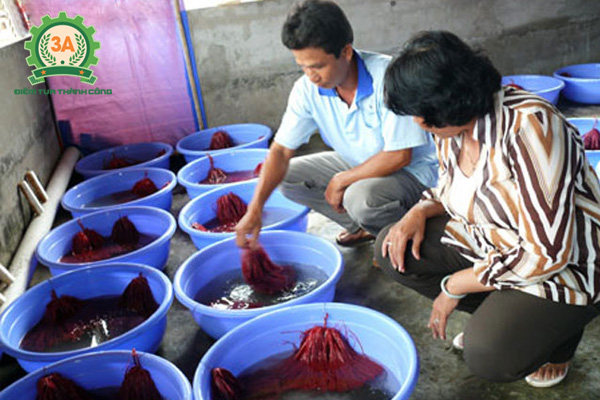 Cách thuần dưỡng lươn giống để nuôi lươn trong can nhựa