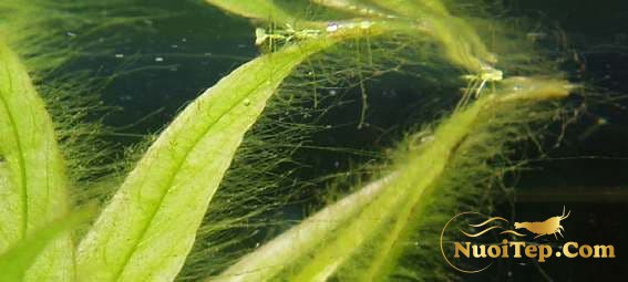 Oedogonium Hair algae
