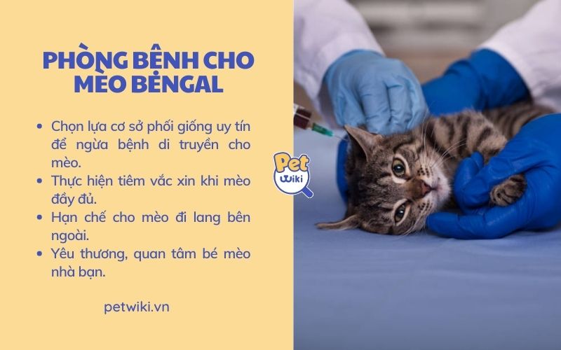 Phòng ngừa bệnh tật cho mèo Bengal