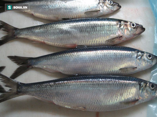 Danh sách 11 loại cá chứa nhiều chất dinh dưỡng có lợi cho sức khỏe - Ảnh 4.