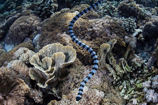 rắn biển Belcher
