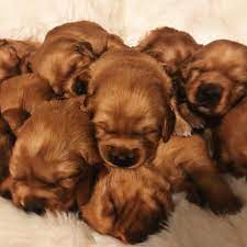Red Golden Retriever Puppies 3