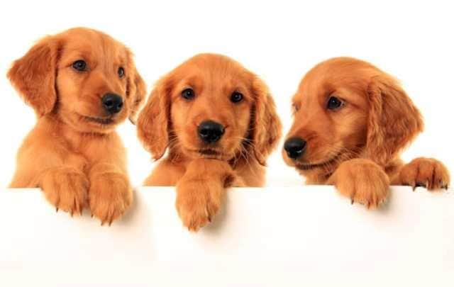 Red Golden Retriever Puppies