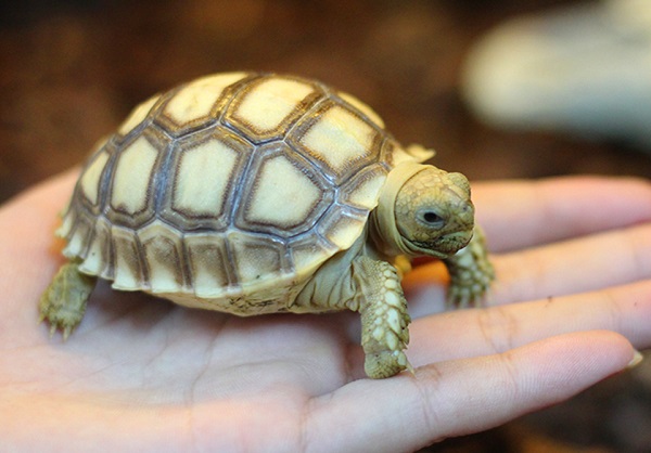 Rùa cạn châu Phi – một trong những giống rùa đẹp nhất.