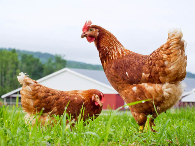 Yếu tố ảnh hưởng đến thời gian đẻ trứng của gà